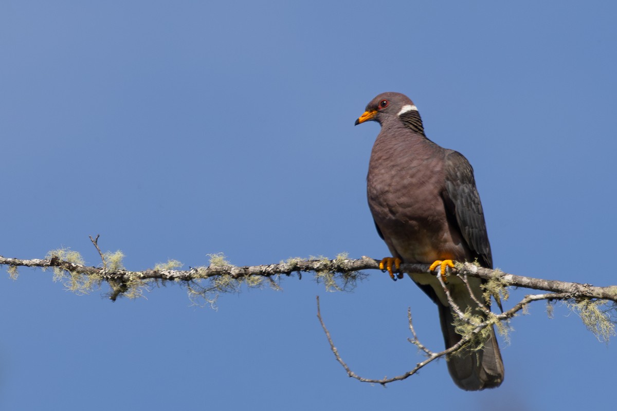 Band-tailed Pigeon - ML620118685