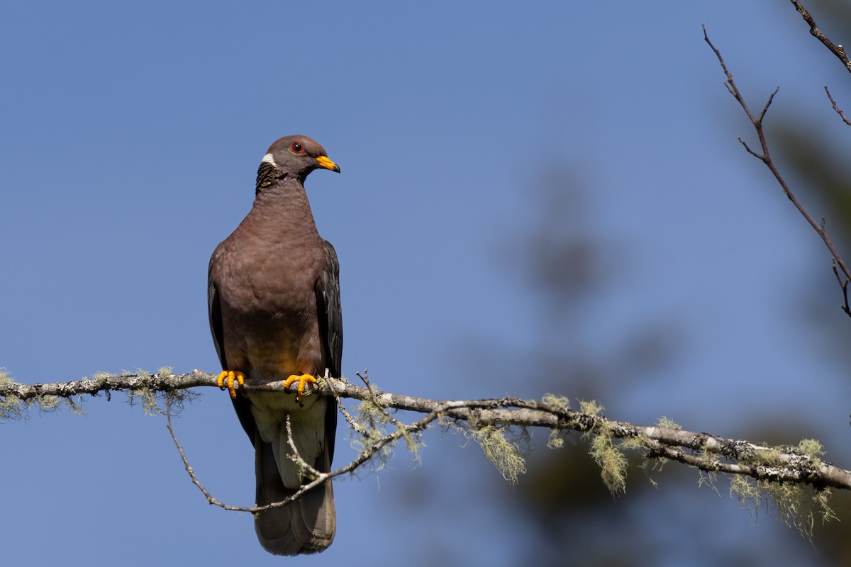 Band-tailed Pigeon - ML620118686