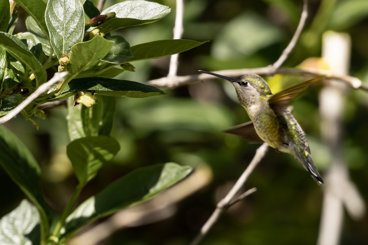 Anna's Hummingbird - ML620118689