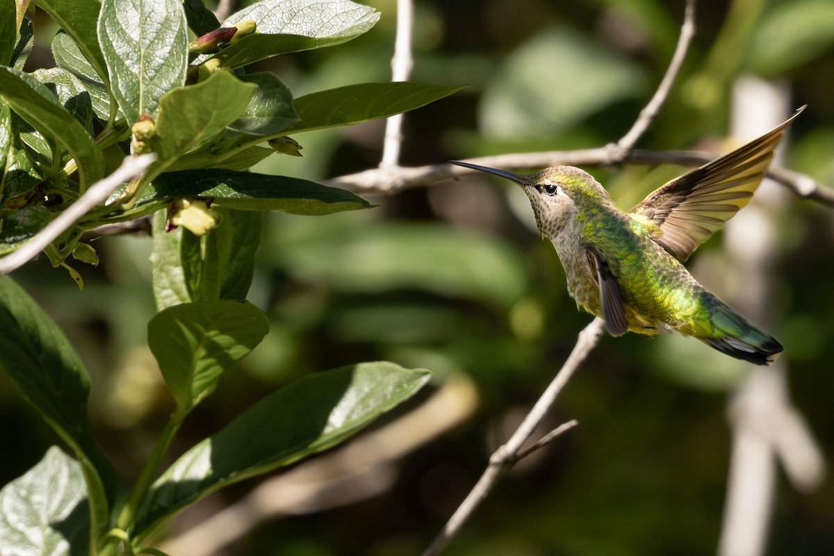 Anna's Hummingbird - ML620118690