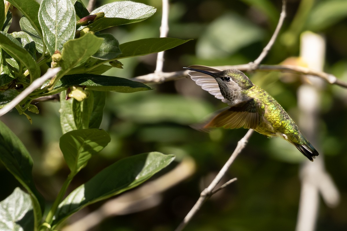 Anna's Hummingbird - ML620118691