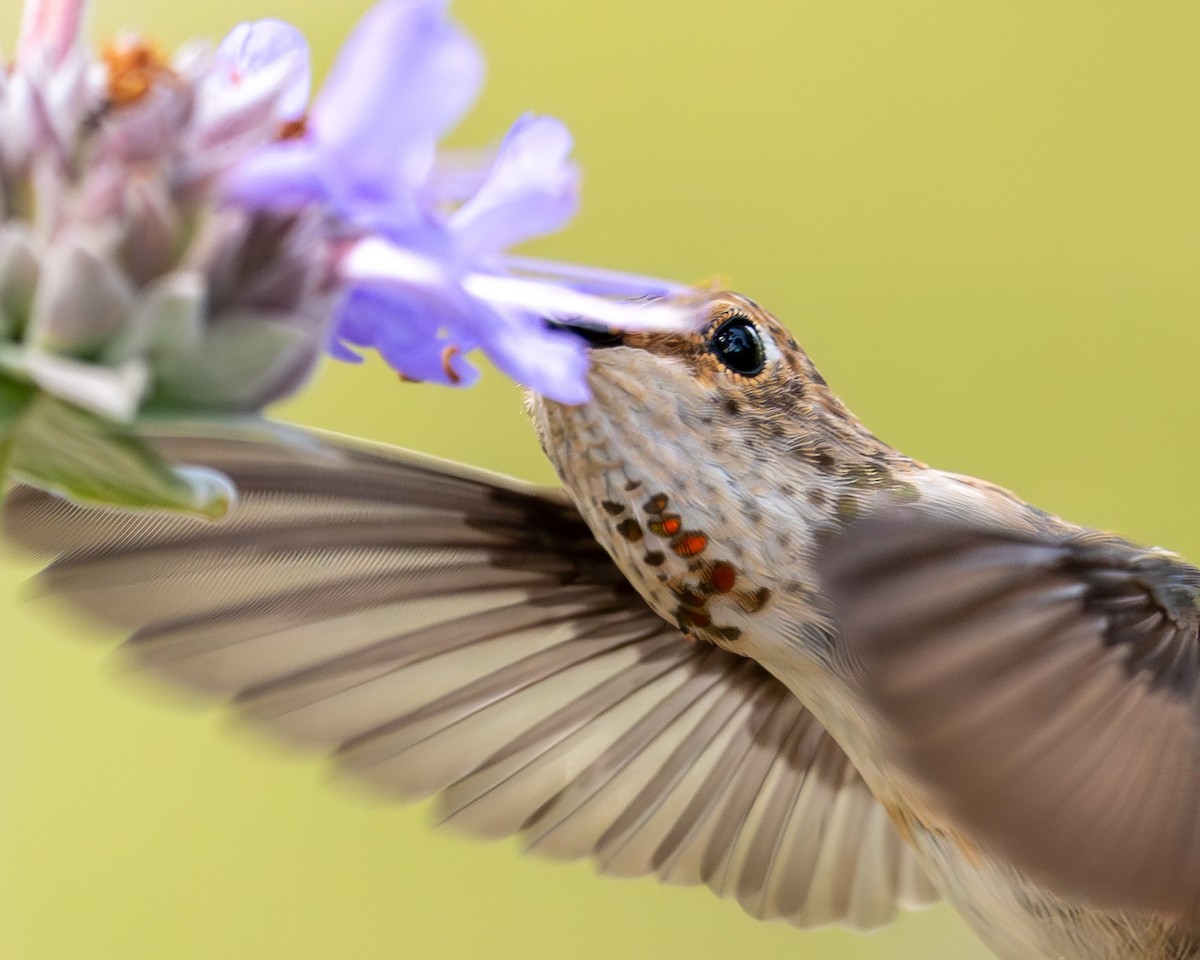 Allen's Hummingbird - ML620118698