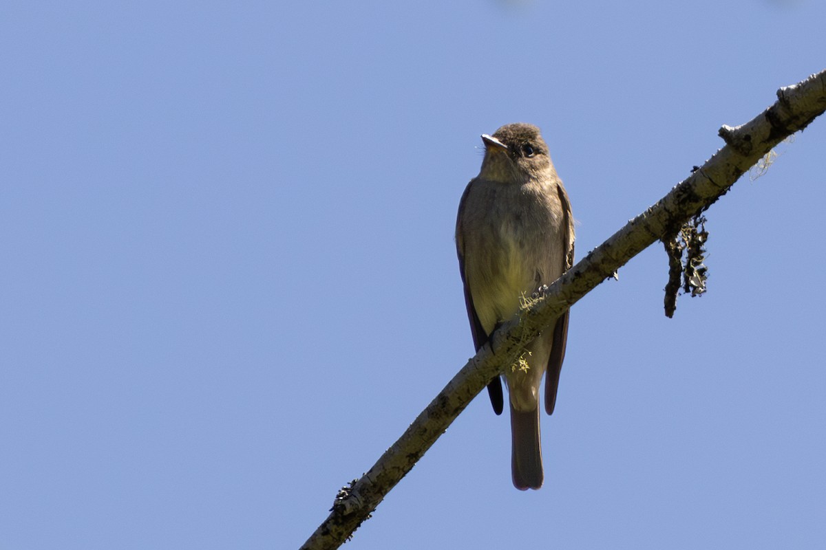 Western Wood-Pewee - ML620118703