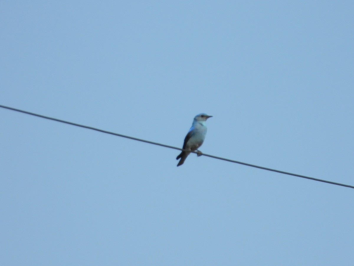 Mountain Bluebird - ML620118707