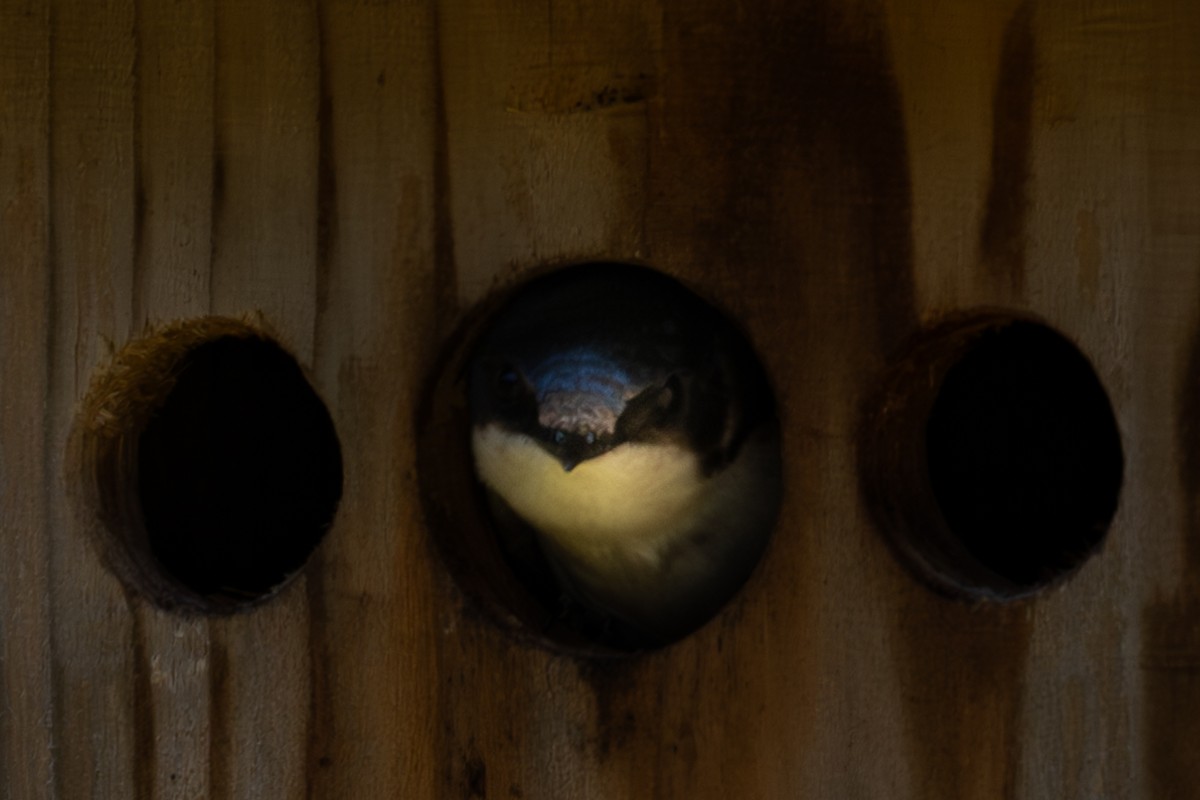 Golondrina Bicolor - ML620118713