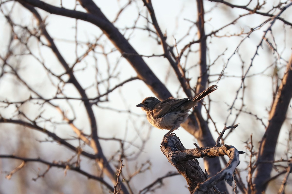 Black-throated Sparrow - ML620118714