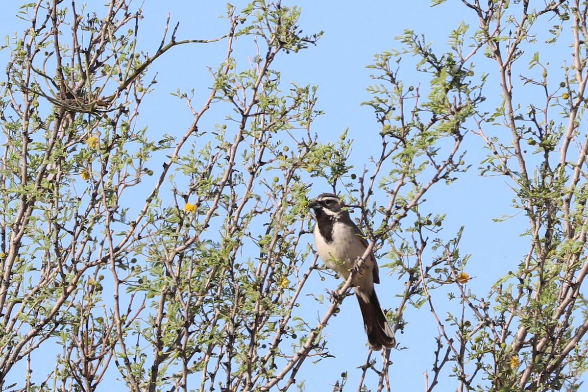 Black-throated Sparrow - ML620118715