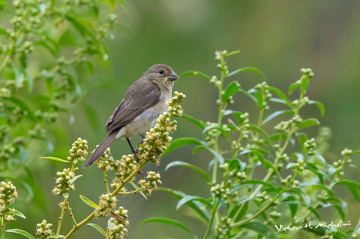 Double-collared Seedeater - ML620118716