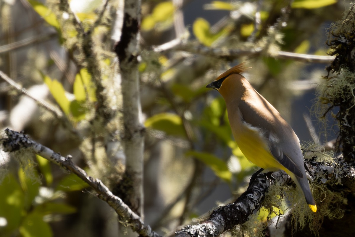 Cedar Waxwing - ML620118720