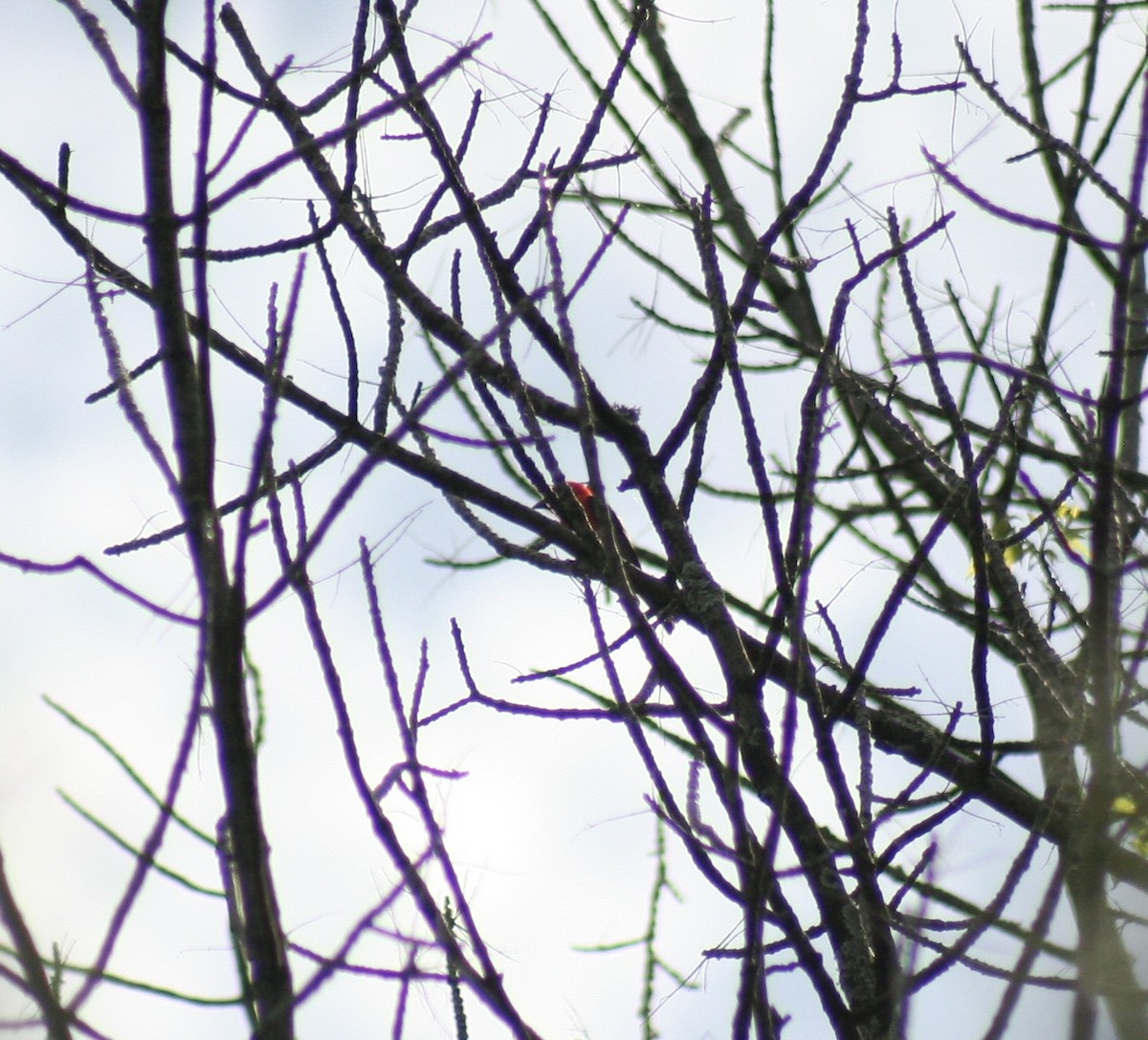 Scarlet Tanager - ML620118722