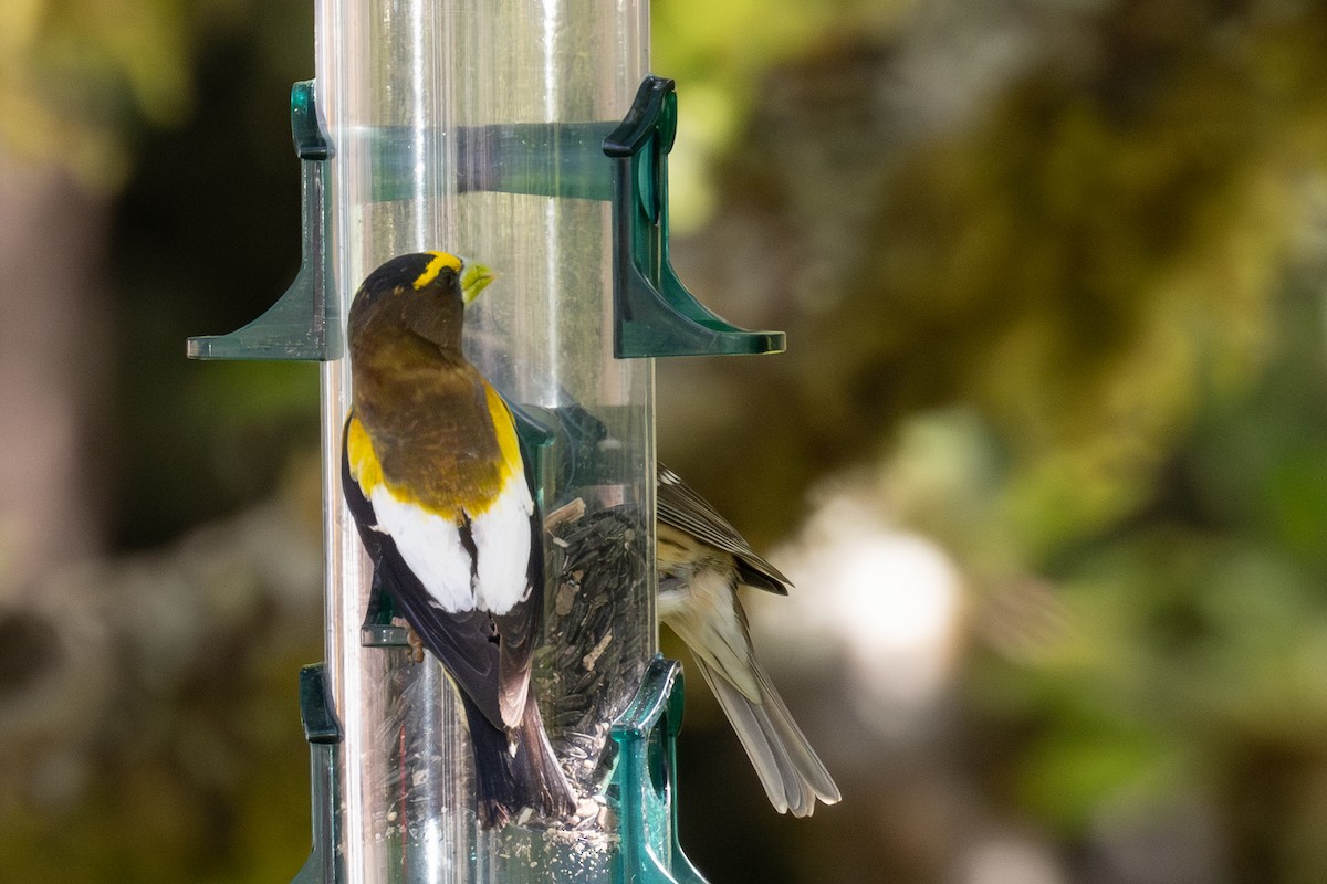 Evening Grosbeak - ML620118724