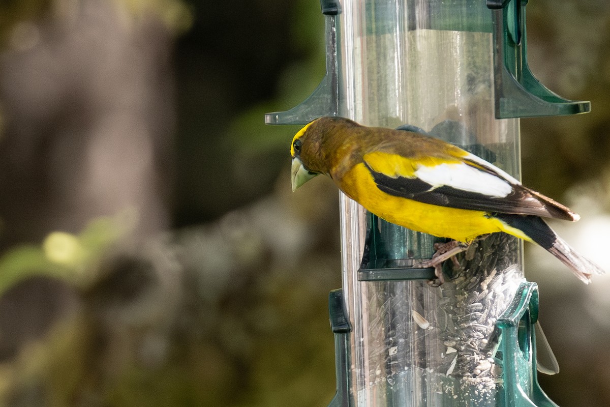 Evening Grosbeak - ML620118725