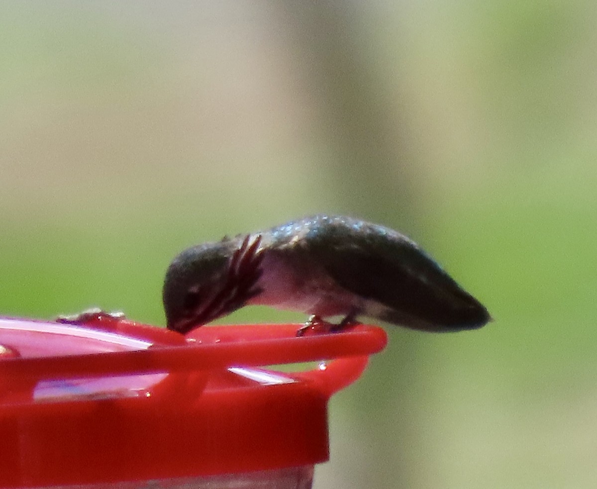 Calliope Hummingbird - ML620118731