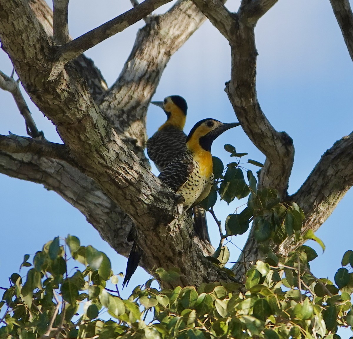 Carpintero Campestre - ML620118741