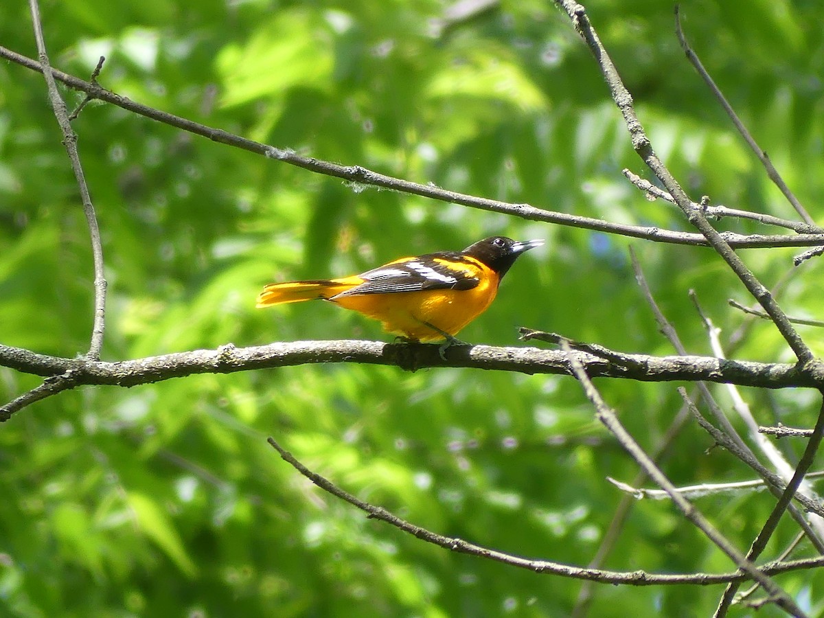 Baltimore Oriole - ML620118750