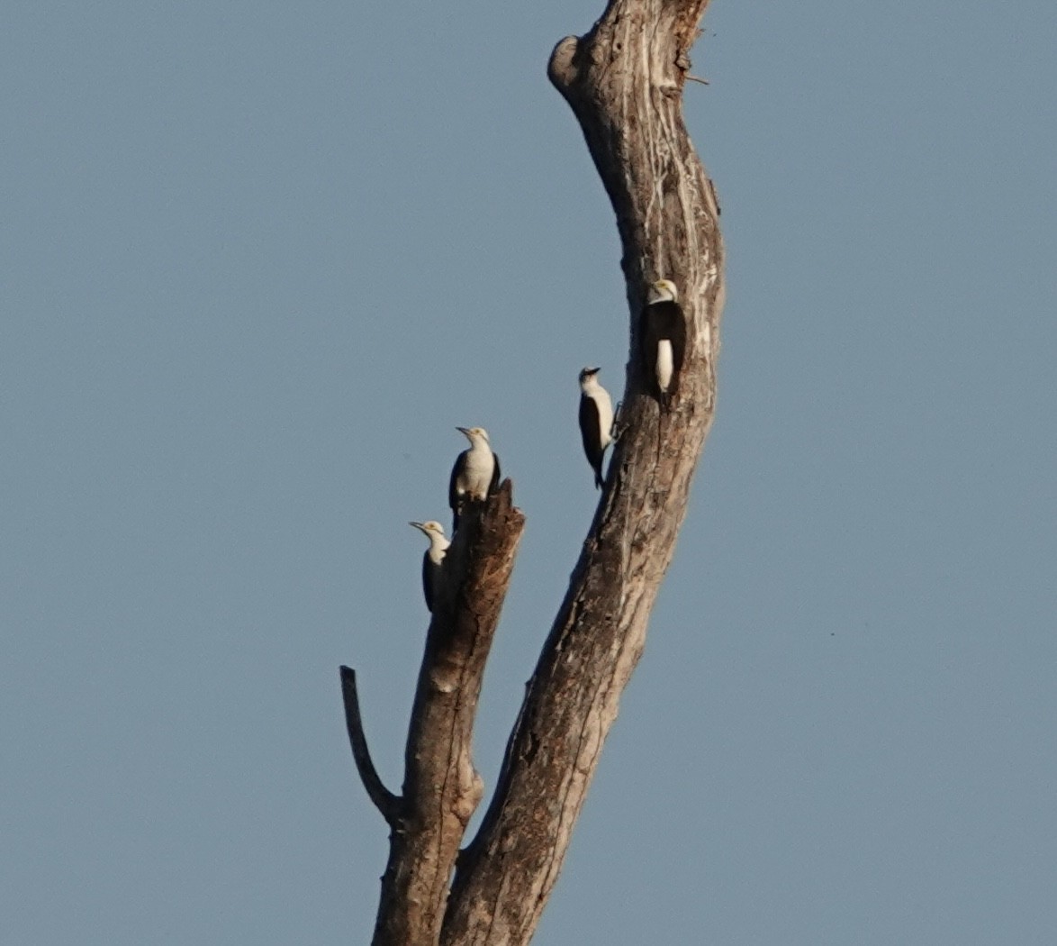 White Woodpecker - ML620118757