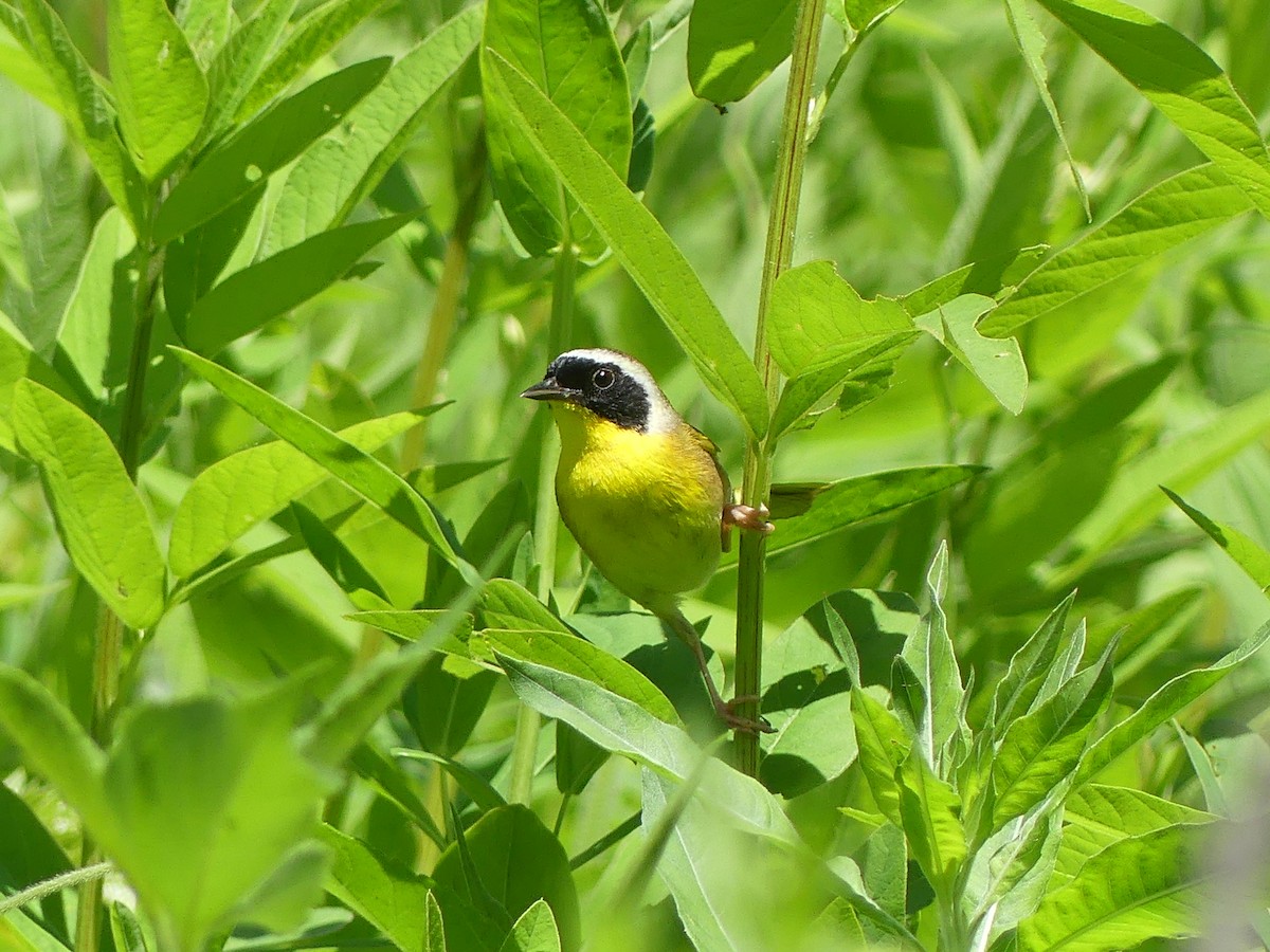 Common Yellowthroat - ML620118760