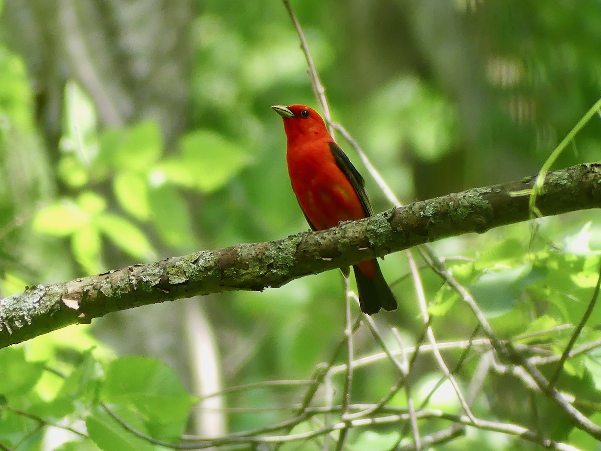 Scarlet Tanager - ML620118764