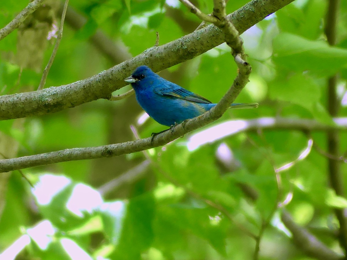 Indigo Bunting - ML620118771