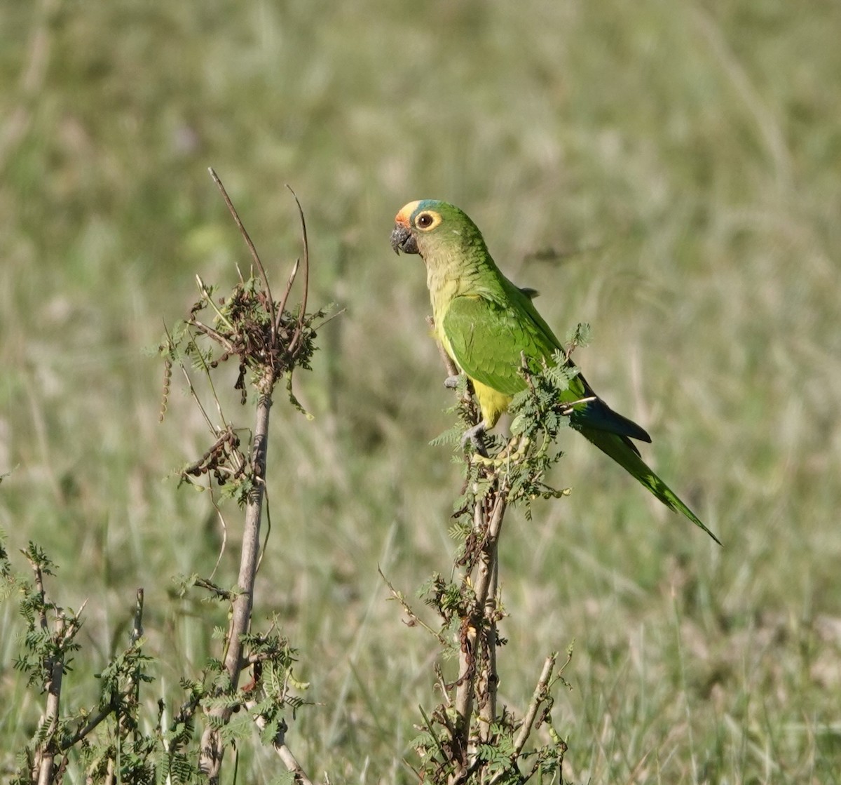 Peach-fronted Parakeet - Yve Morrell