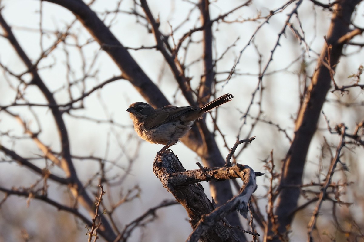 Black-throated Sparrow - ML620118776