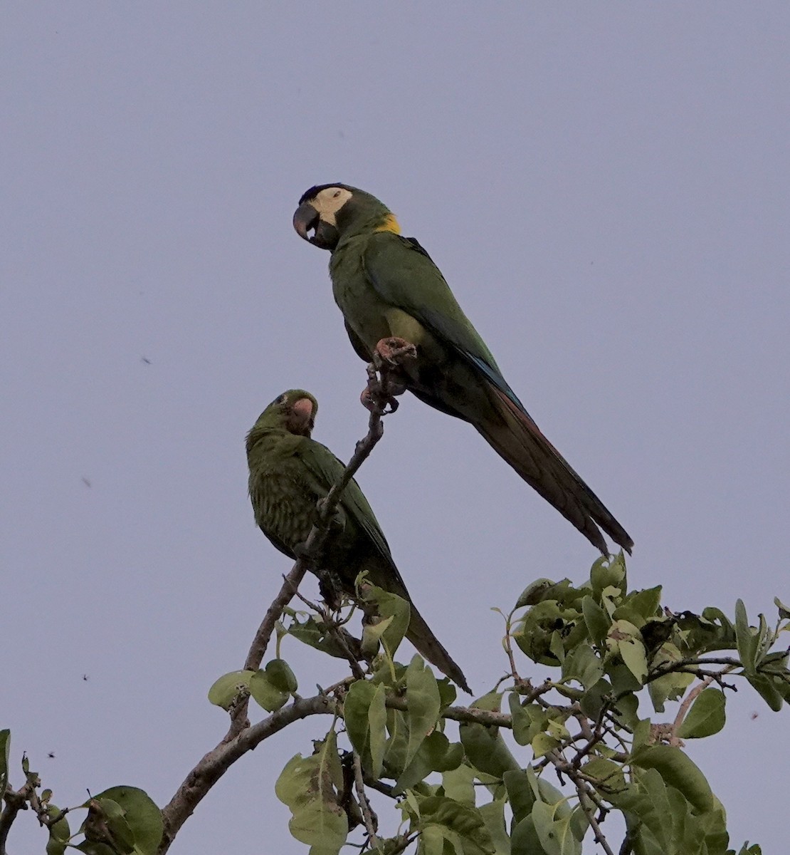 Yellow-collared Macaw - Yve Morrell