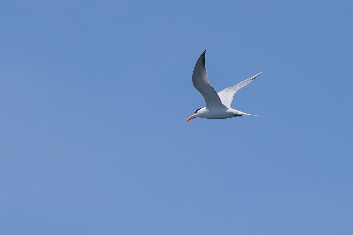 Royal Tern - ML620118792