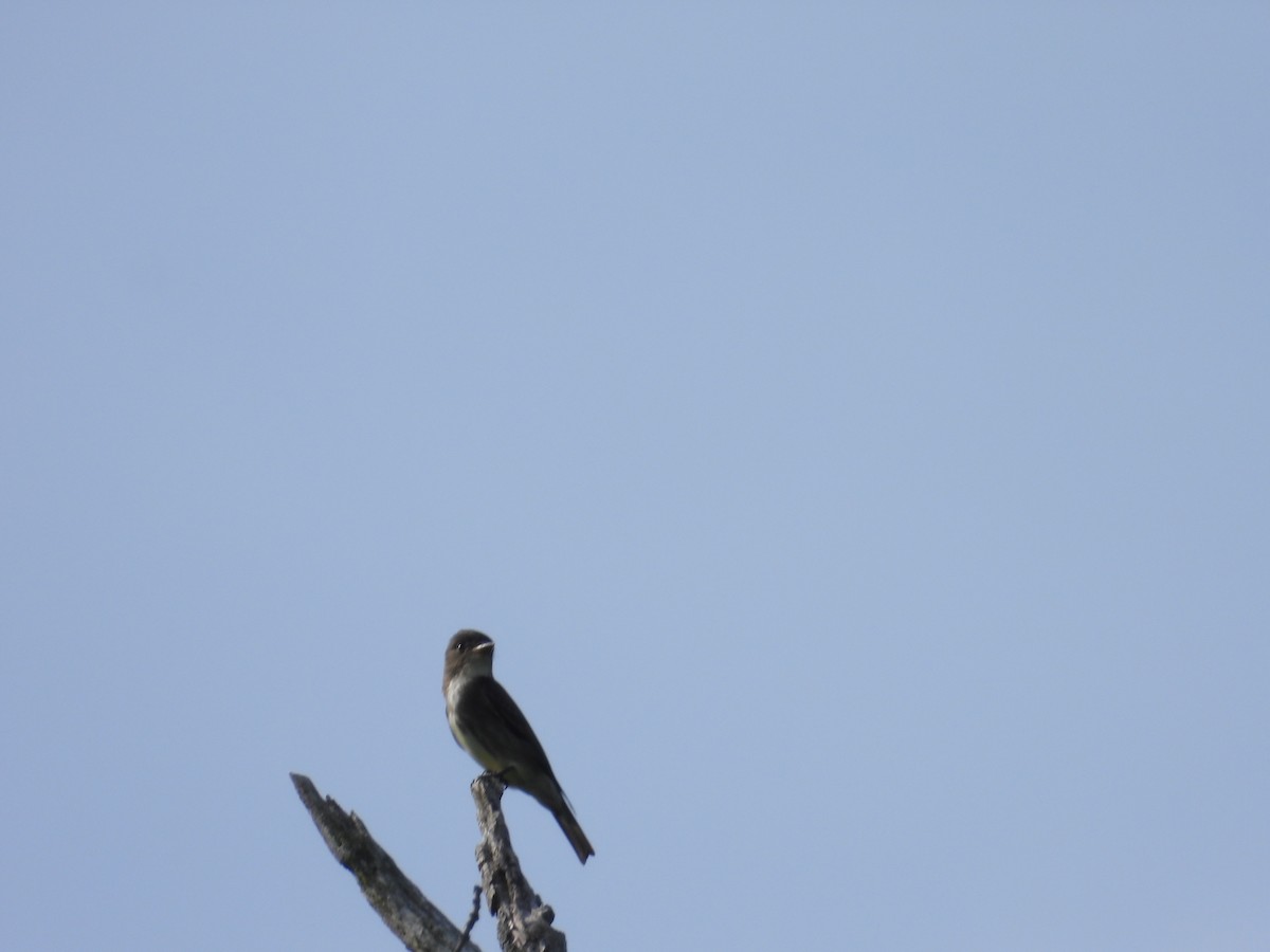 Olive-sided Flycatcher - ML620118804