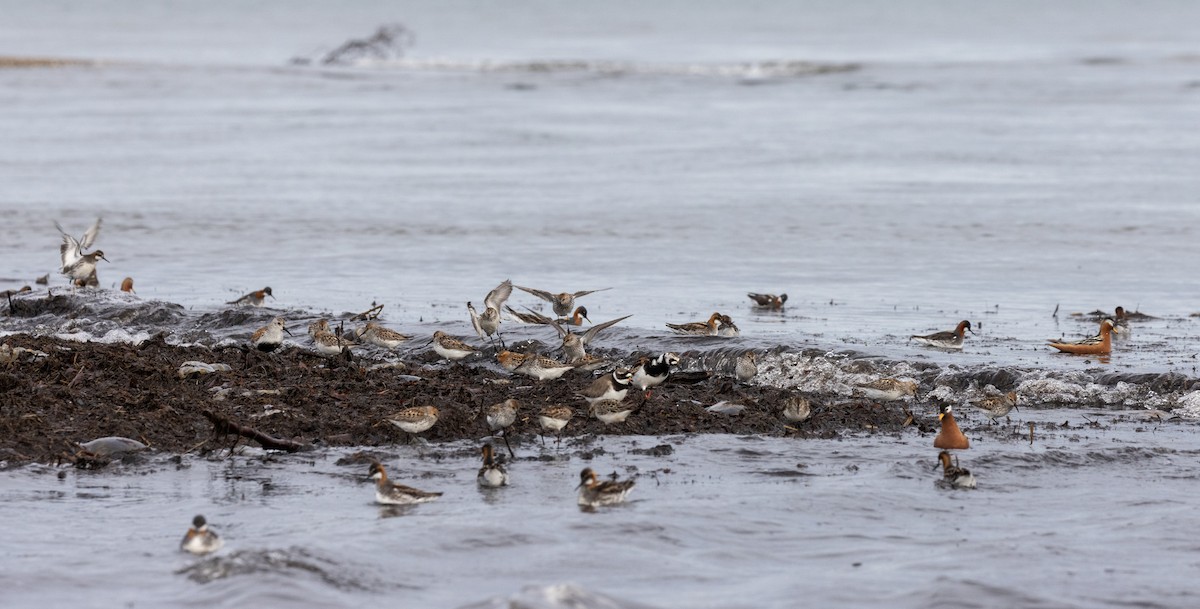 Common Ringed Plover - ML620118812