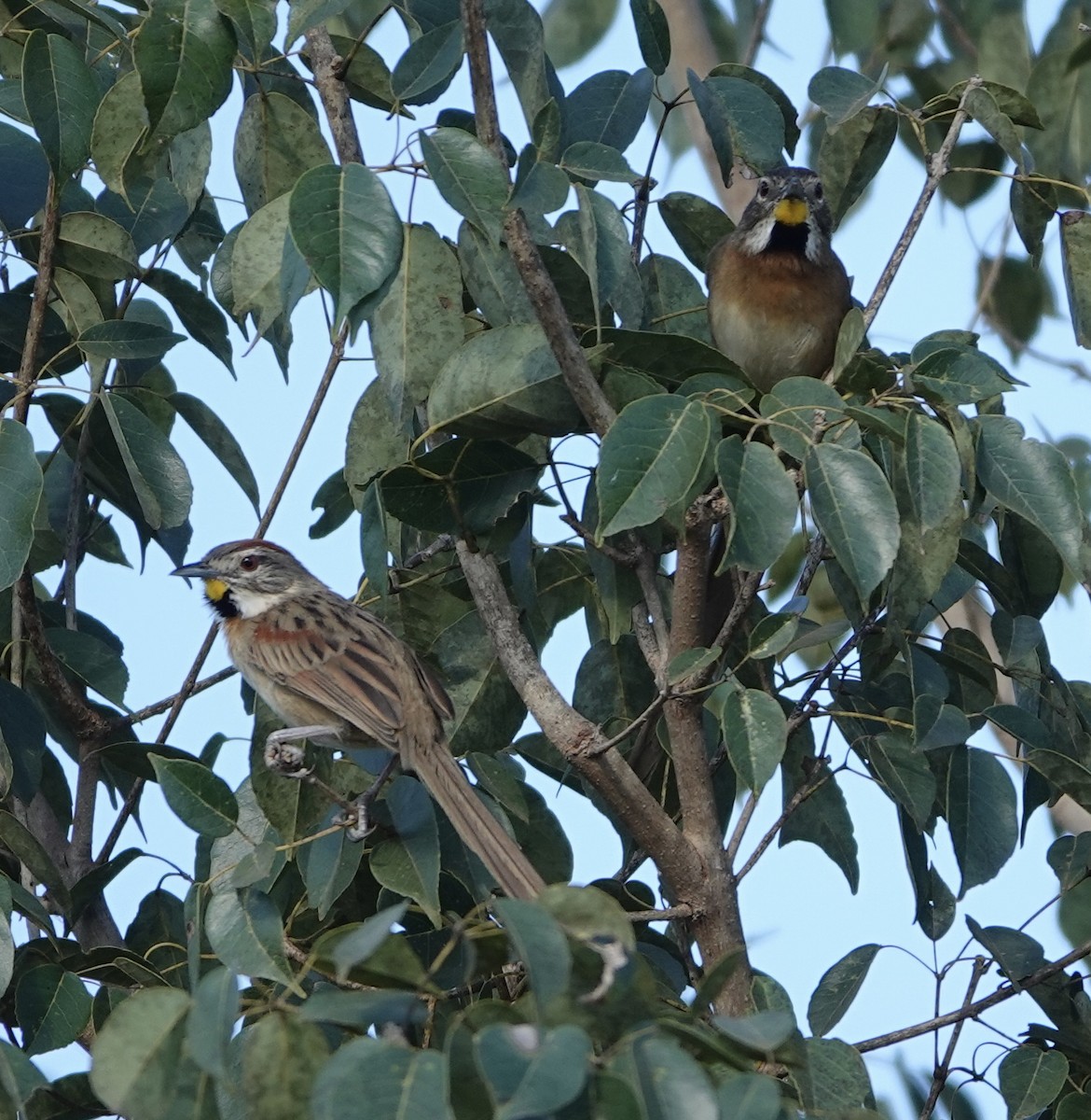 Chotoy Spinetail - ML620118824