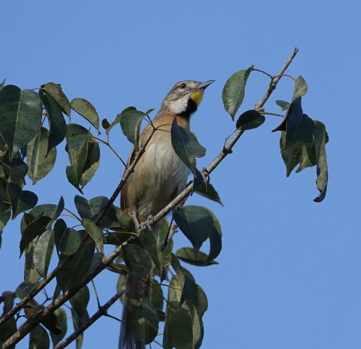 Chotoy Spinetail - ML620118825