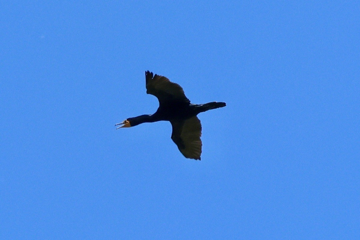 Double-crested Cormorant - ML620118826