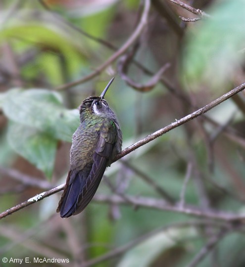 kolibřík blankytohrdlý - ML620118833