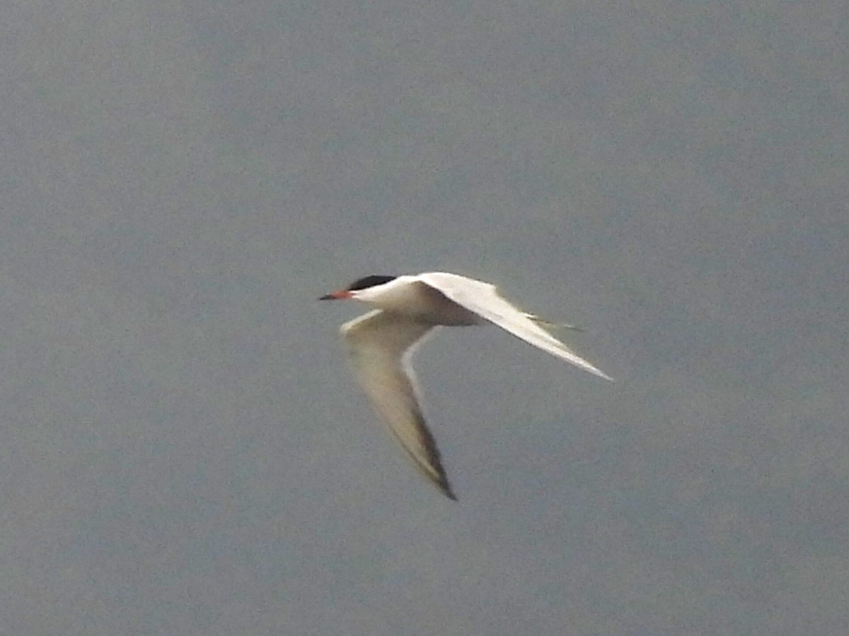 Common Tern - ML620118846