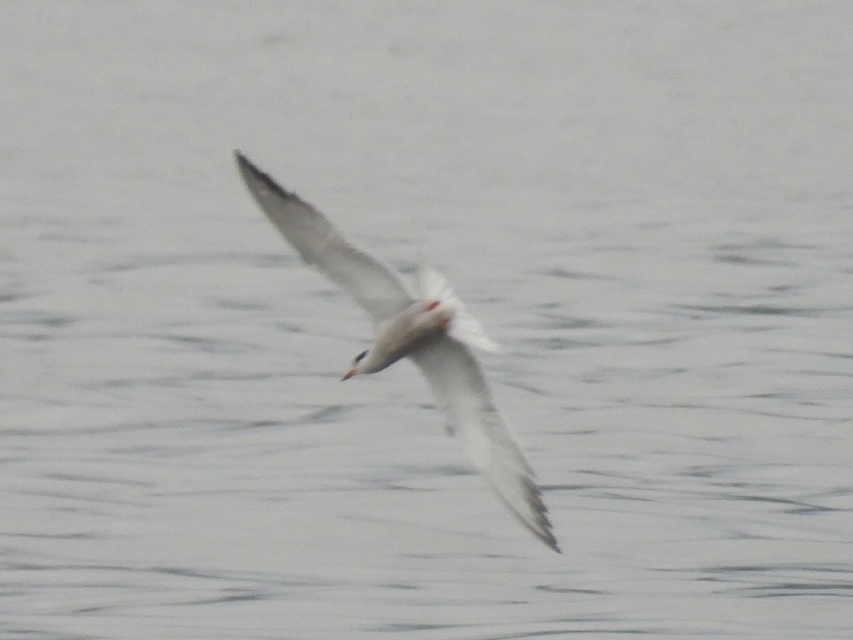 Common Tern - ML620118873