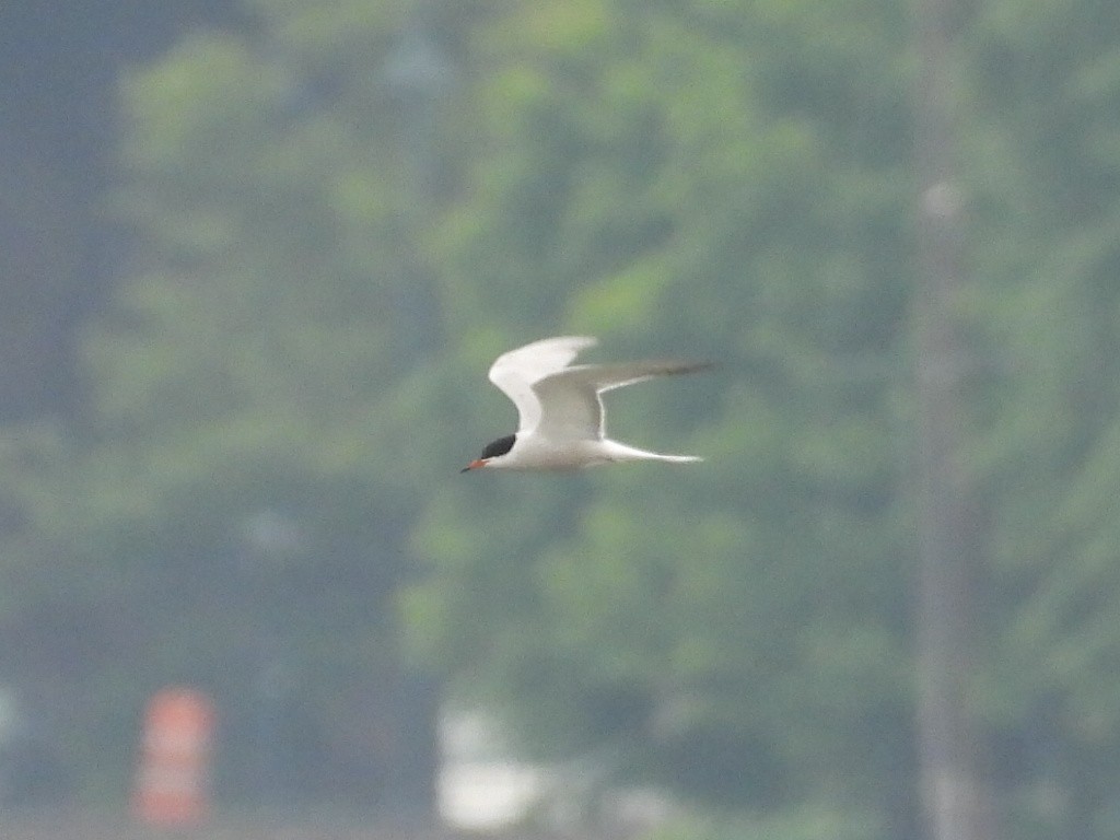 Common Tern - ML620118887
