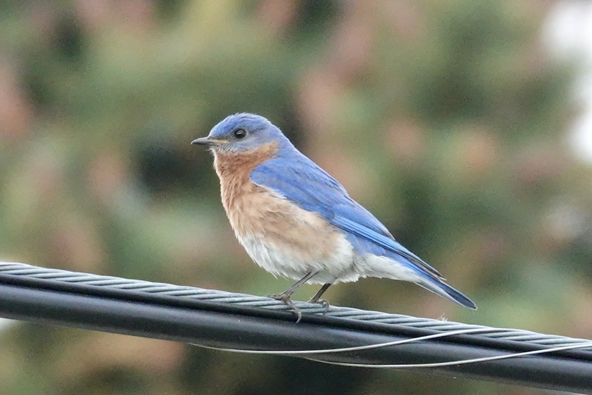 Eastern Bluebird - ML620118896
