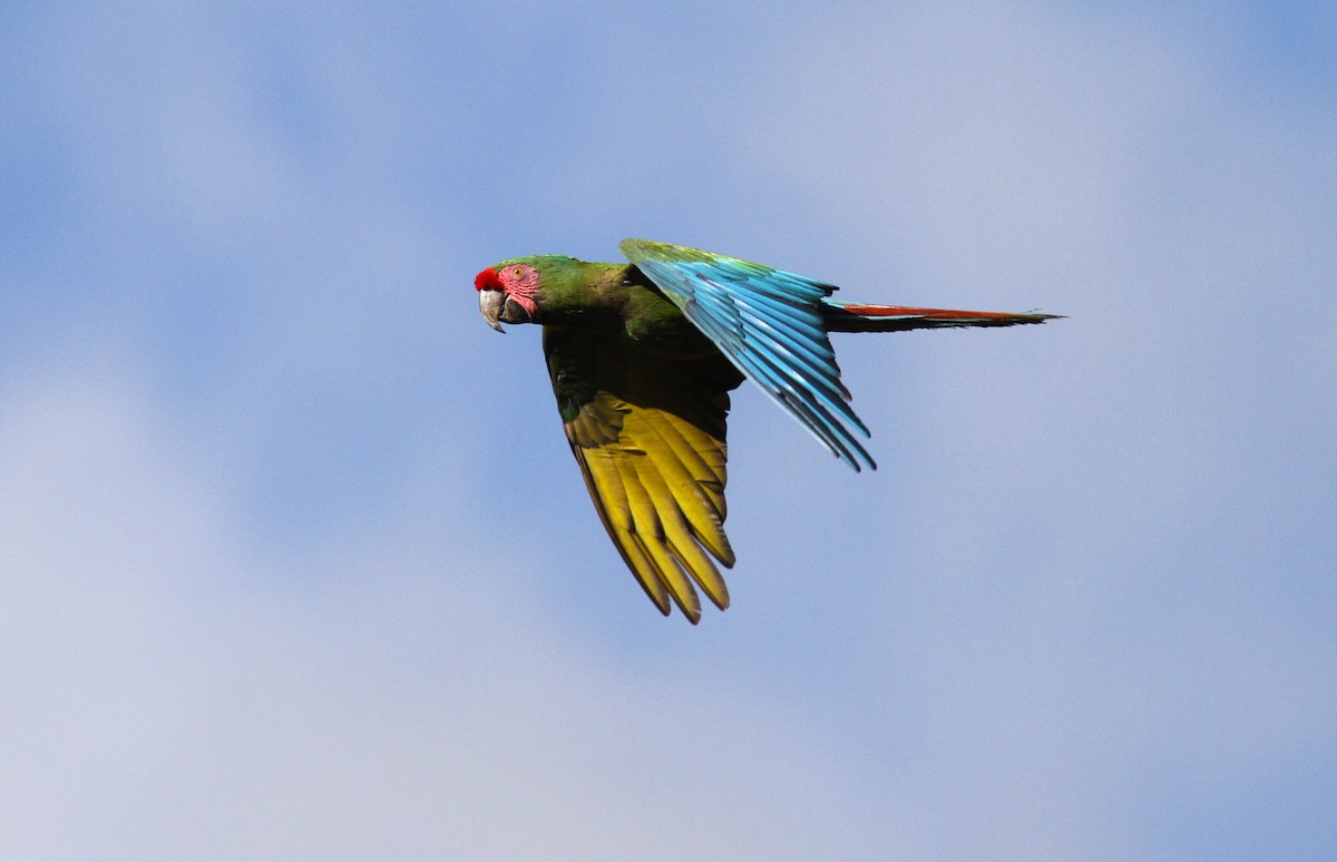 Military Macaw - ML620118897