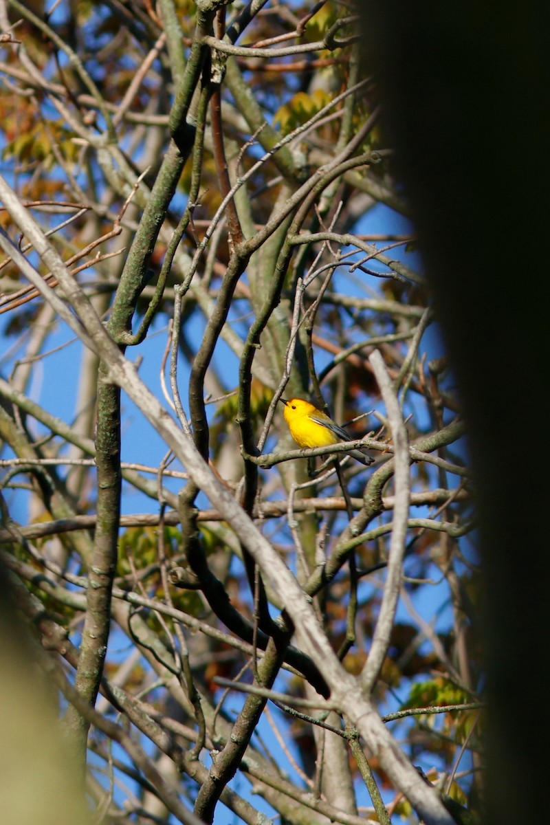 Prothonotary Warbler - ML620118922