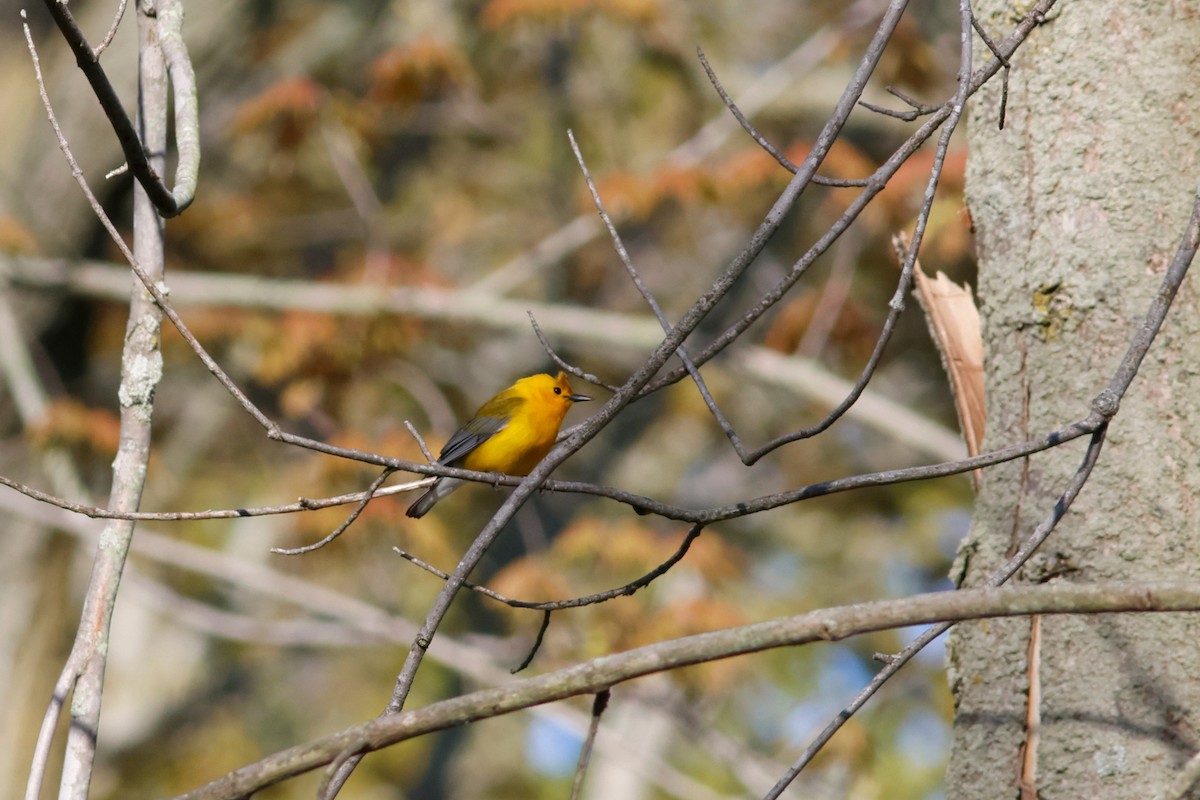 Prothonotary Warbler - ML620118923