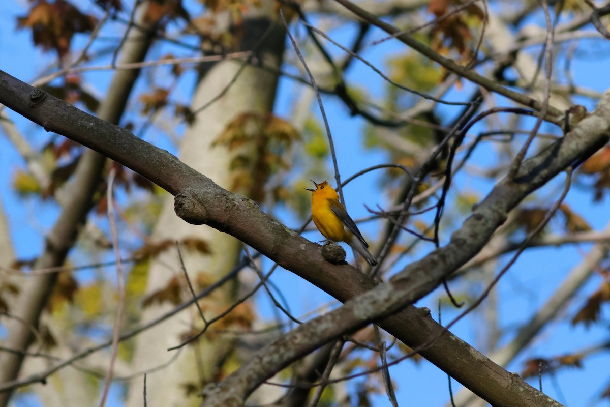 Prothonotary Warbler - ML620118924