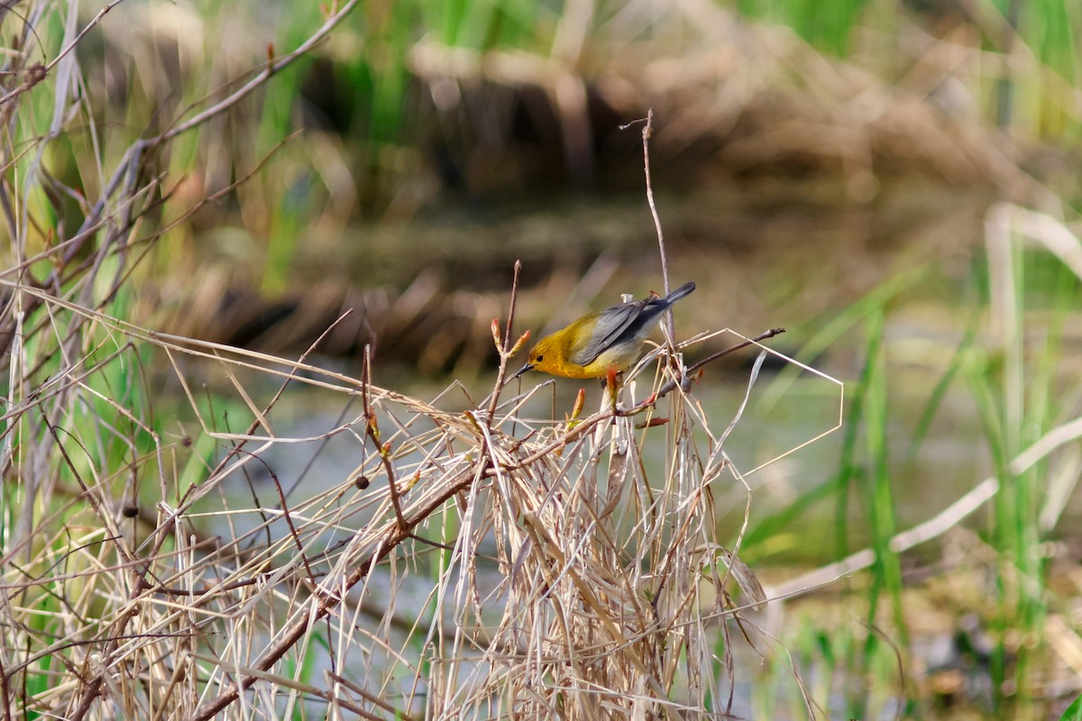 Prothonotary Warbler - ML620118925