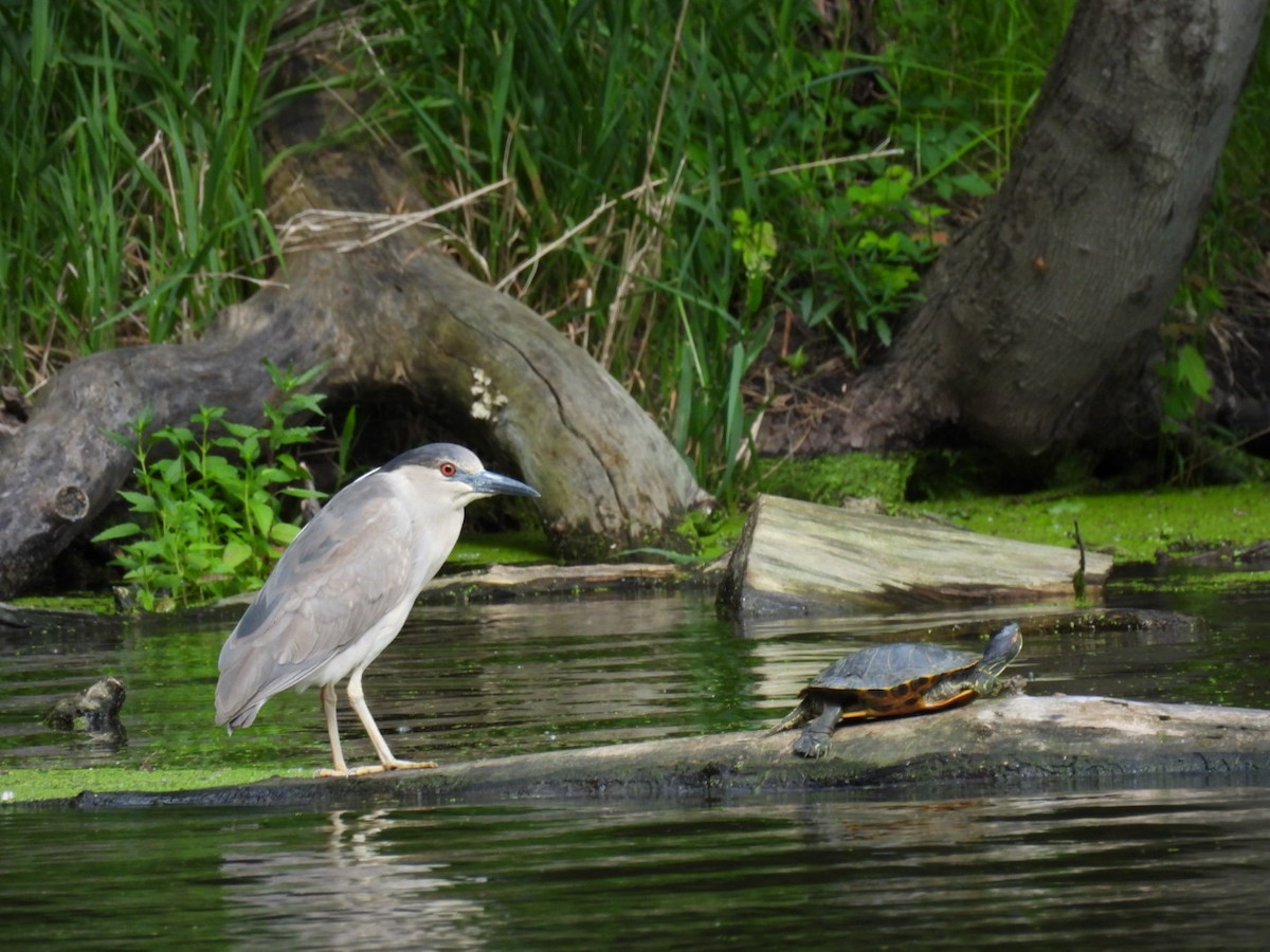 Black-crowned Night Heron - ML620118939