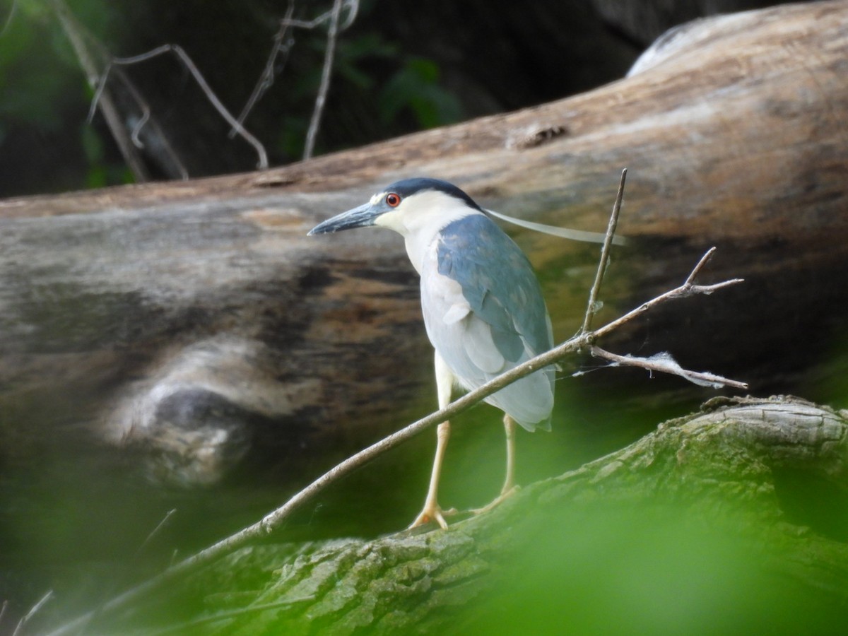 Black-crowned Night Heron - ML620118940