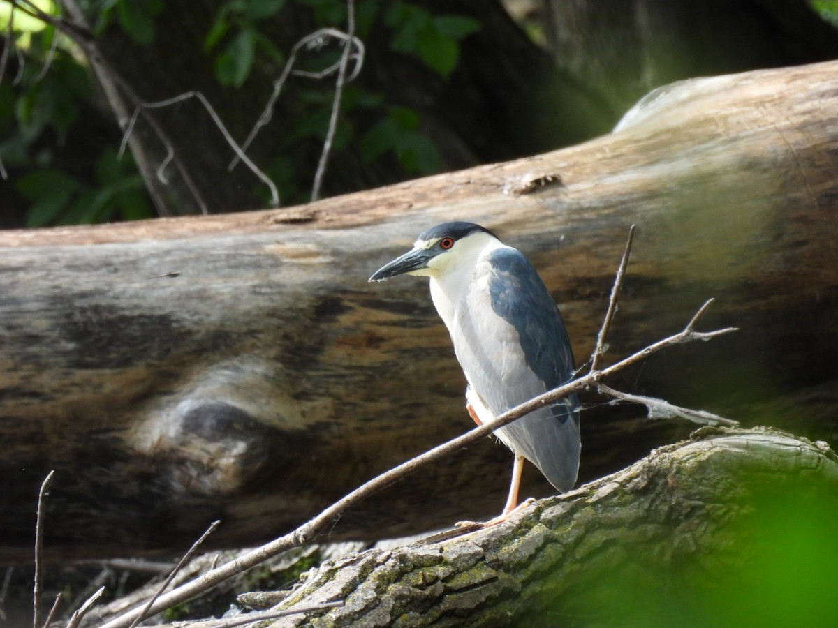 Black-crowned Night Heron - ML620118941