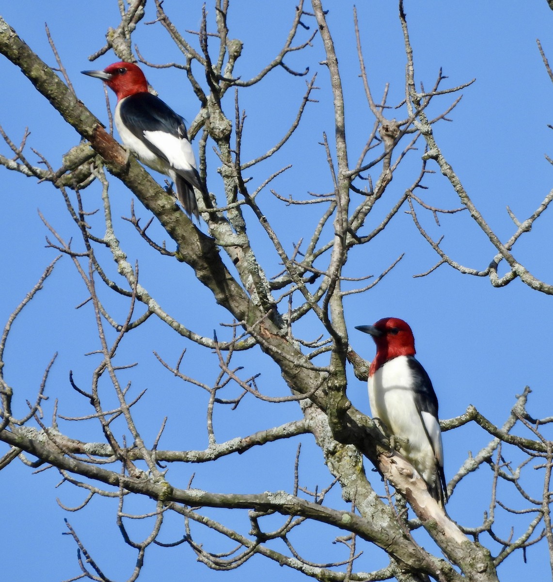 Red-headed Woodpecker - ML620118945