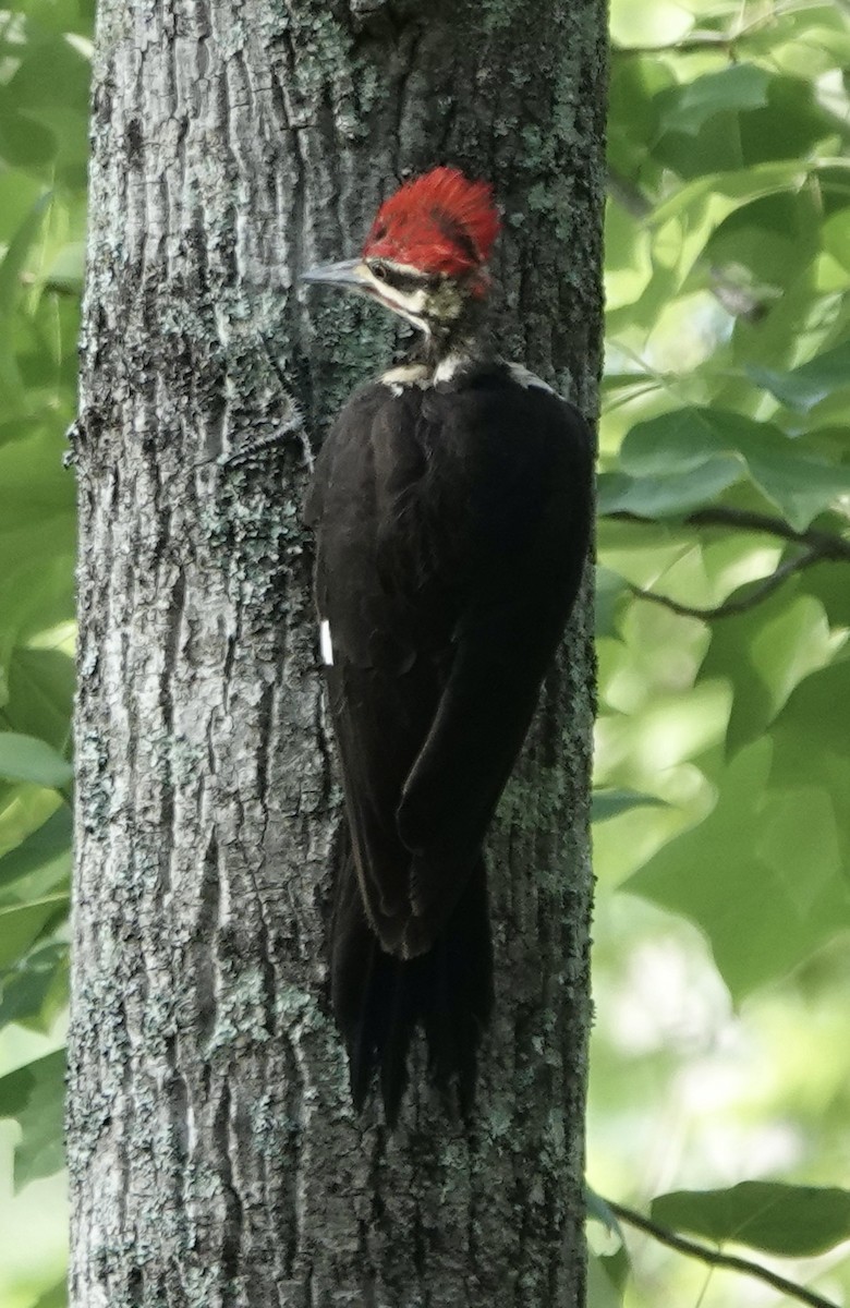 Pileated Woodpecker - ML620118956