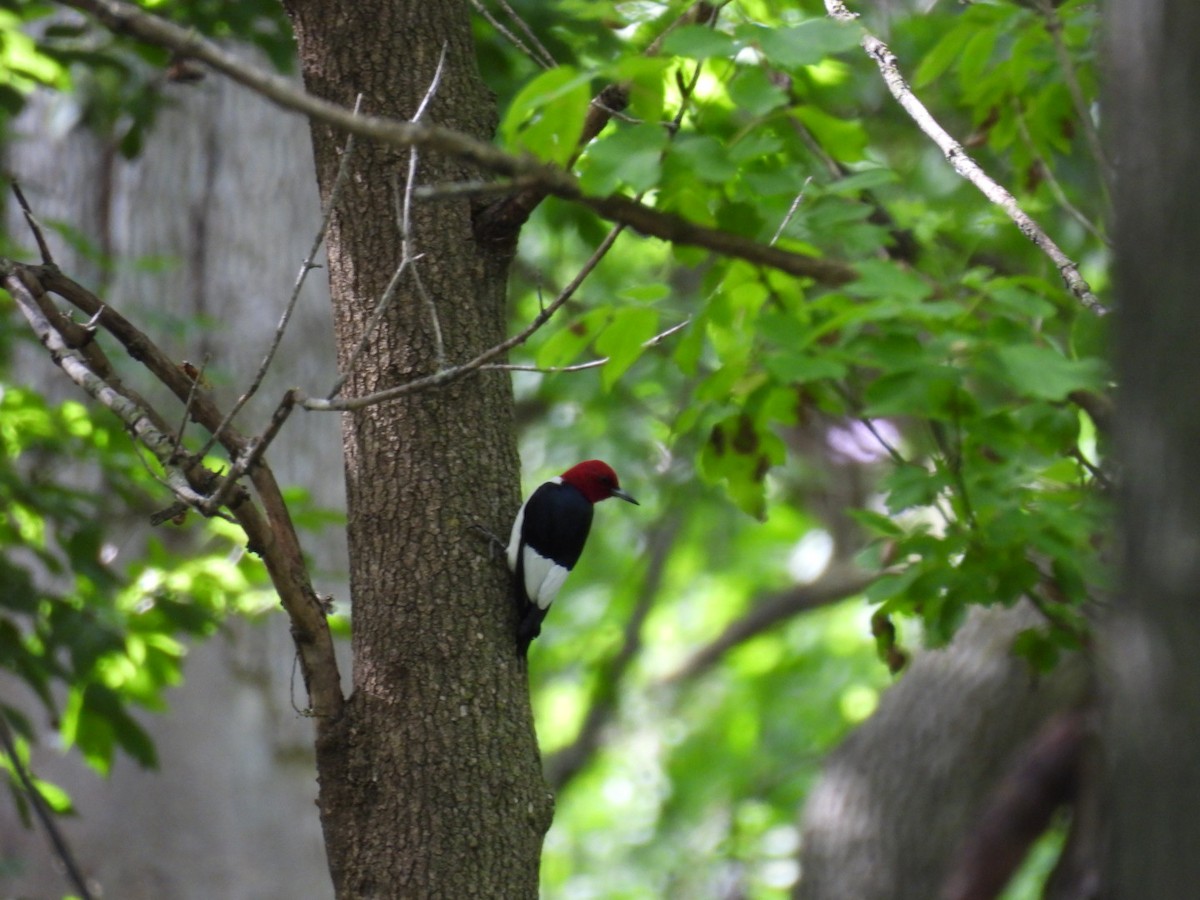Red-headed Woodpecker - ML620118957