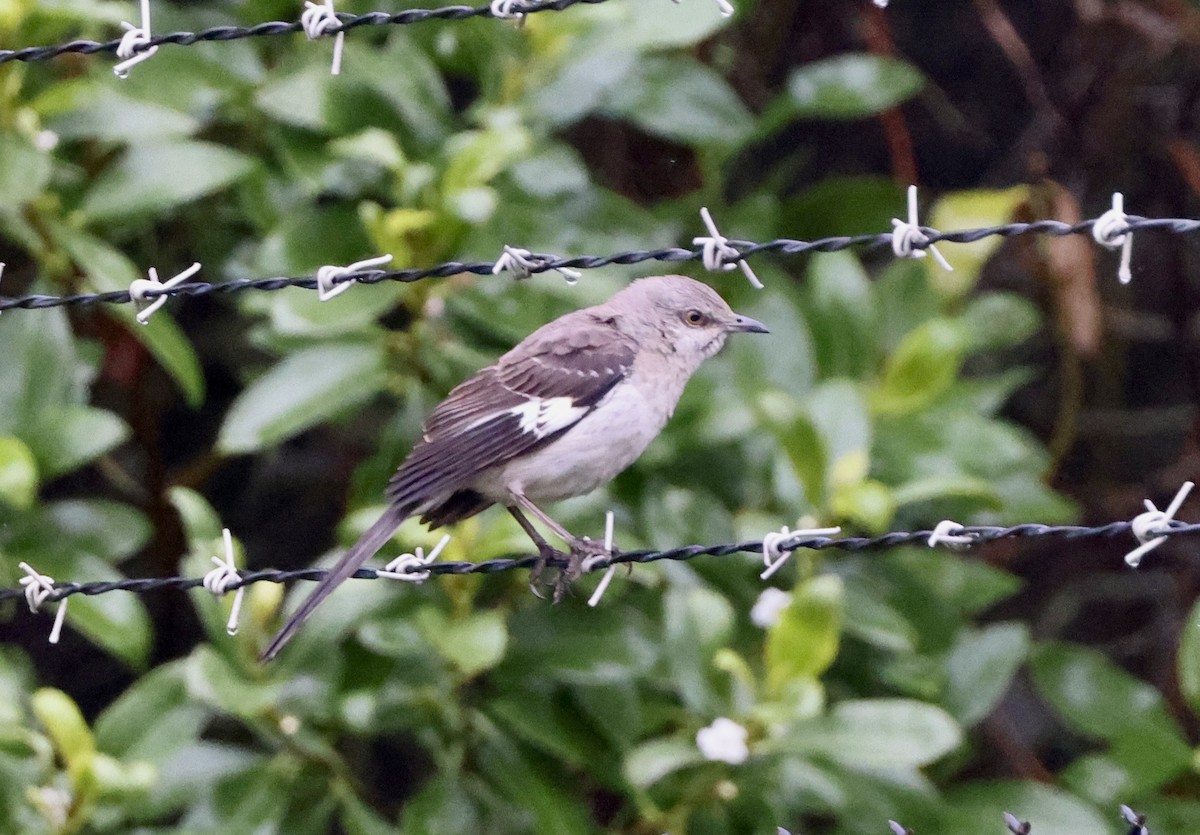 Northern Mockingbird - ML620118961