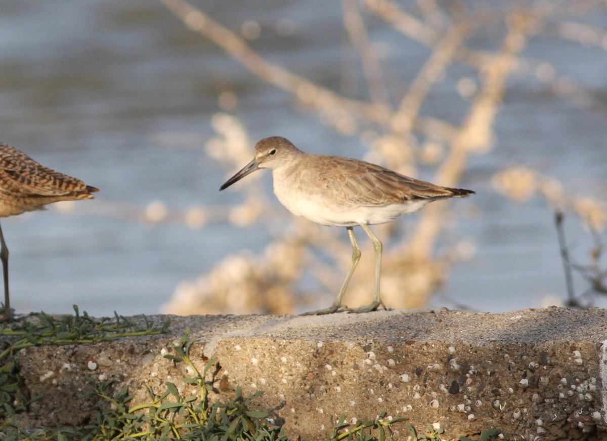 Willet - ML620118968